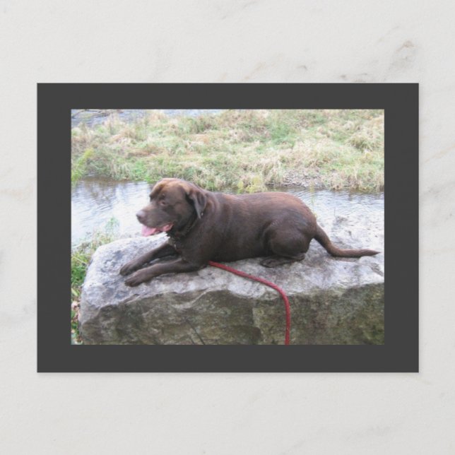 Chocolate Lab Bruno Brown Postcard (Front)