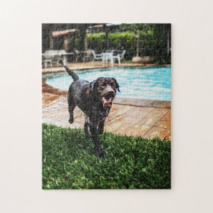 Chocolate lab by the pool jigsaw puzzle