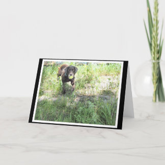 Chocolate Lab Card