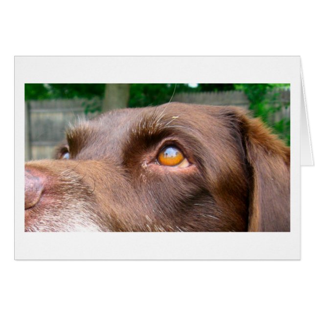 Chocolate Lab Card (Front Horizontal)