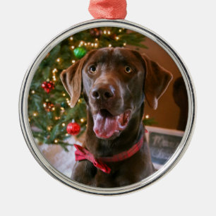 Chocolate Lab Christmas Ornament