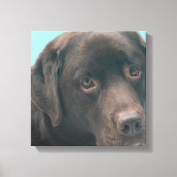 Chocolate Lab Dog Canvas Print