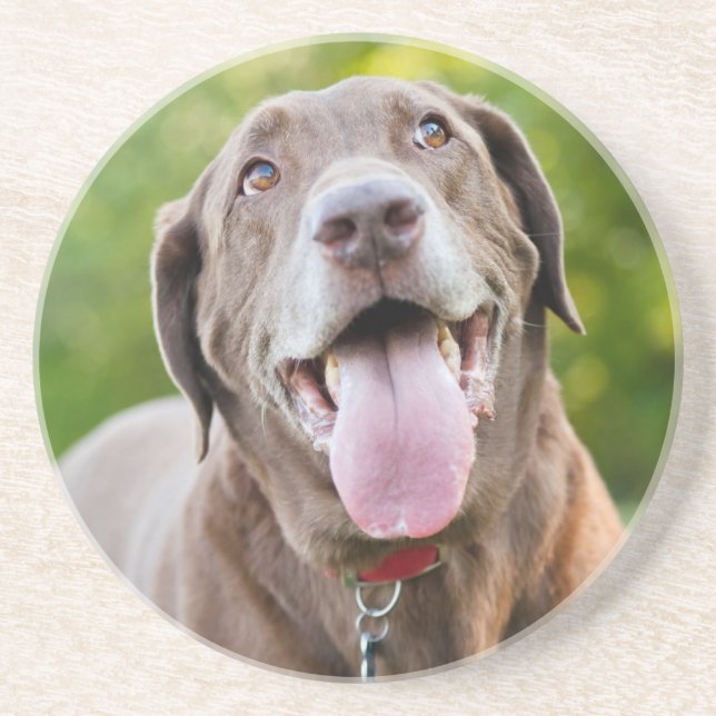 Chocolate Lab Dog Coaster (Front)