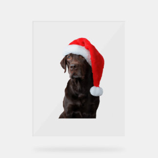 Chocolate Lab Dog Portrait Santa Hat Cute Christma Acrylic Sign