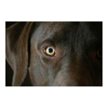 Chocolate Lab Eyes Poster