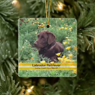 Chocolate Lab in California Poppy Patch Ceramic Ornament