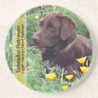 Chocolate Lab in California Poppy Patch