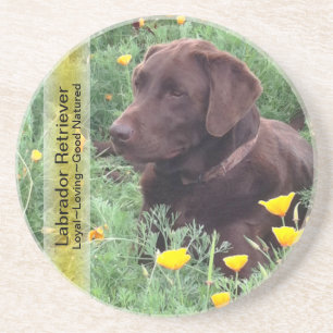 Chocolate Lab in California Poppy Patch Coaster