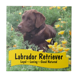Chocolate Lab in California Poppy Patch Tile