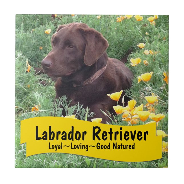 Chocolate Lab in California Poppy Patch Tile (Front)