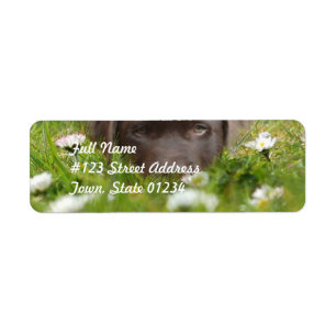 Chocolate Lab in Daisies  Mailing Labels
