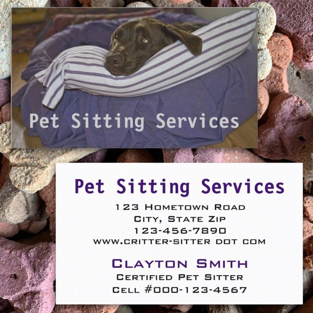 Chocolate Lab Lying on Purple and White Pillow Business Card (Creator Uploaded)