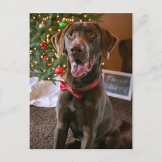 Chocolate Lab Merry Christmas Postcard