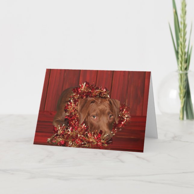 Chocolate lab mix Christmas Holiday Card (Front)