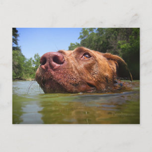 Chocolate Lab Pit Dog Swimming 9 Postcard