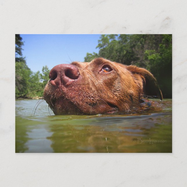 Chocolate Lab Pit Dog Swimming 9 Postcard (Front)