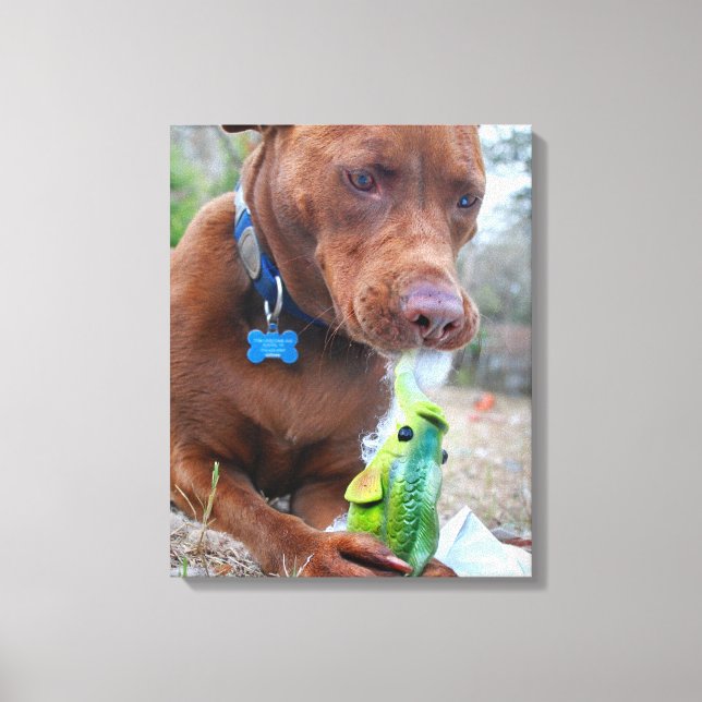 Chocolate Lab Pit Mix Dog and Toy Canvas Print (Front)