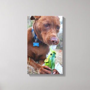Chocolate Lab Pit Mix Dog and Toy Canvas Print