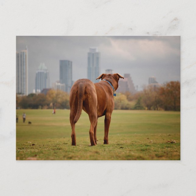 Chocolate Lab Pit Mix Dog - Austin TX Postcard (Front)