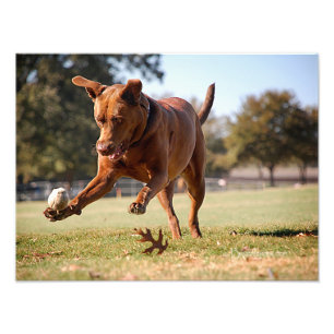 Chocolate Lab Pit Mix Dog Chasing Ball Photo Print