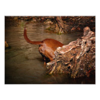Chocolate Lab Pit Mix Dog Digging
