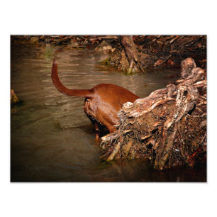 Chocolate Lab Pit Mix Dog Digging Photo Print