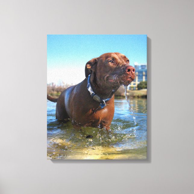 Chocolate Lab Pit Mix Dog Drooling Canvas Print (Front)