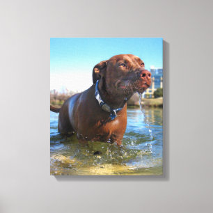 Chocolate Lab Pit Mix Dog Drooling Canvas Print