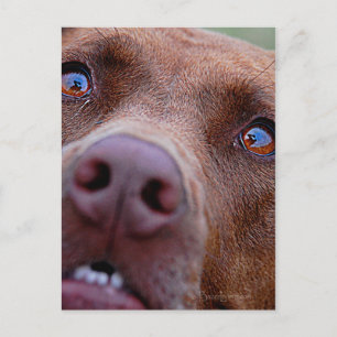 Chocolate Lab Pit Mix Dog Nose Postcard