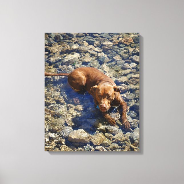 Chocolate Lab Pit Mix Dog On The Rocks Canvas Print (Front)