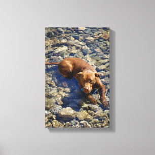 Chocolate Lab Pit Mix Dog On The Rocks Canvas Print