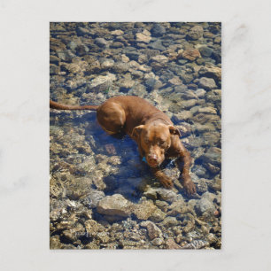 Chocolate Lab Pit Mix Dog On The Rocks Postcard