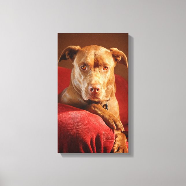 Chocolate Lab Pit Mix Dog Portrait 3 Canvas Print (Front)