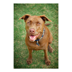 Chocolate Lab Pit Mix Dog Portrait 4 Photo Print