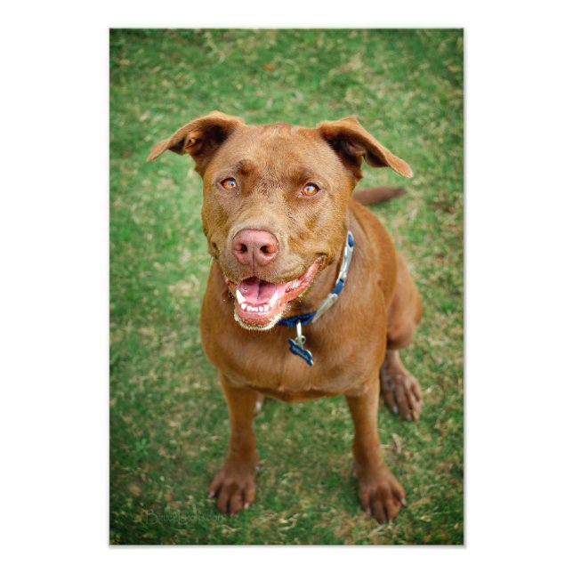 Chocolate Lab Pit Mix Dog Portrait 4 Photo Print (Front)