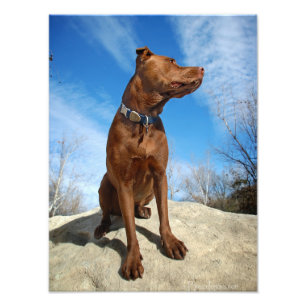 Chocolate Lab Pit Mix Dog Portrait 6 Photo Print