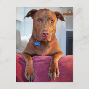 Chocolate Lab Pit Mix Dog Portrait Postcard