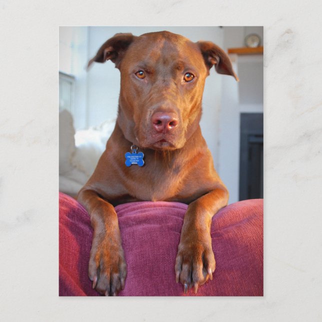 Chocolate Lab Pit Mix Dog Portrait Postcard (Front)