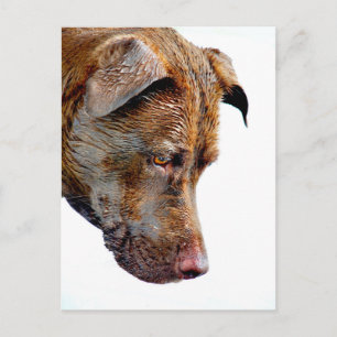 Chocolate Lab Pit Mix Dog Profile Postcard