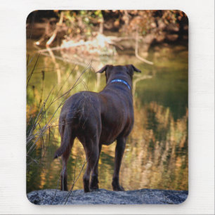 Chocolate Lab Pit Mix Dog Serene Mouse Pad