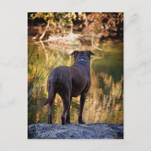 Chocolate Lab Pit Mix Dog Serene Postcard (Front)