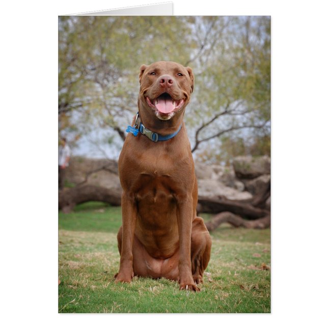 Chocolate Lab Pit Mix Dog Smiling 2 (Front)