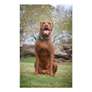 Chocolate Lab Pit Mix Dog Smiling 2 Photo Print
