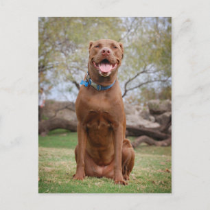 Chocolate Lab Pit Mix Dog Smiling 2 Postcard