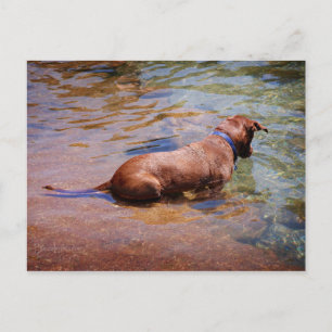 Chocolate Lab Pit Mix Dog Swimming 10 Postcard
