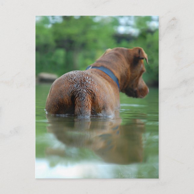 Chocolate Lab Pit Mix Dog Swimming 4 Postcard (Front)