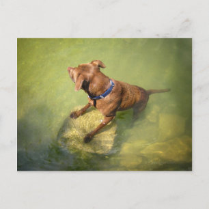 Chocolate Lab Pit Mix Dog Swimming 6 Postcard