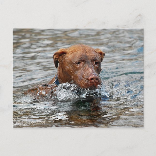 Chocolate Lab Pit Mix Dog Swimming 7 Postcard (Front)