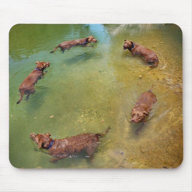 Chocolate Lab Pit Mix Dog Swimming in Circles Mouse Pad (Front)