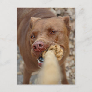 Chocolate Lab Pit Mix Dog Tugging 2 Postcard